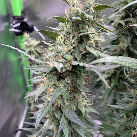 ORIGINAL GELATO/DONA FLORINDA growlog timeline photo
