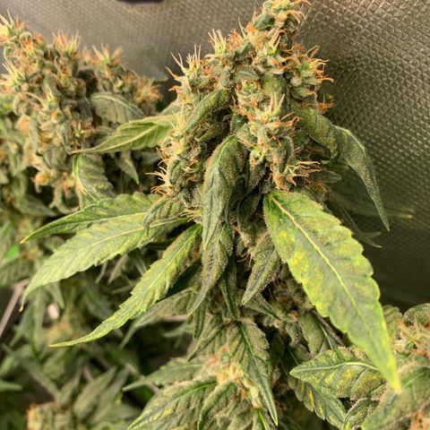 NITRO HAZE/BSF growlog timeline photo