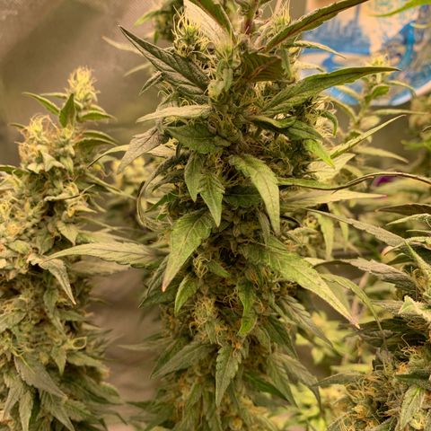 ORIGINAL GELATO/DONA FLORINDA growlog timeline photo