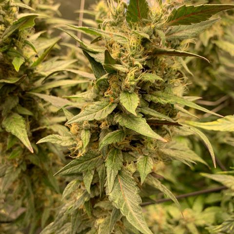 ORIGINAL GELATO/DONA FLORINDA growlog timeline photo