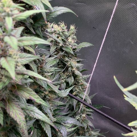 ORIGINAL GELATO/DONA FLORINDA growlog timeline photo