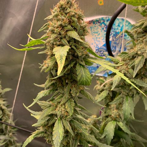 NITRO HAZE/BSF growlog timeline photo