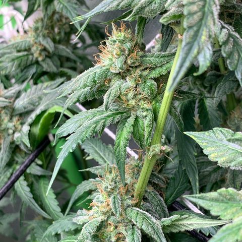 NITRO HAZE/BSF growlog timeline photo