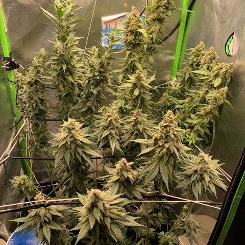 ORIGINAL GELATO/DONA FLORINDA growlog timeline photo