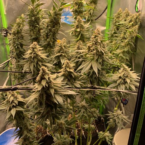 ORIGINAL GELATO/DONA FLORINDA growlog timeline photo