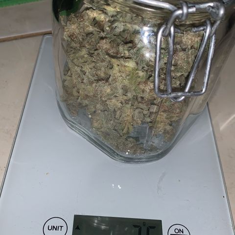TROPICANA CHERRY/DONA FLORINDA growlog photo: Rendimento após secagem 
26g total