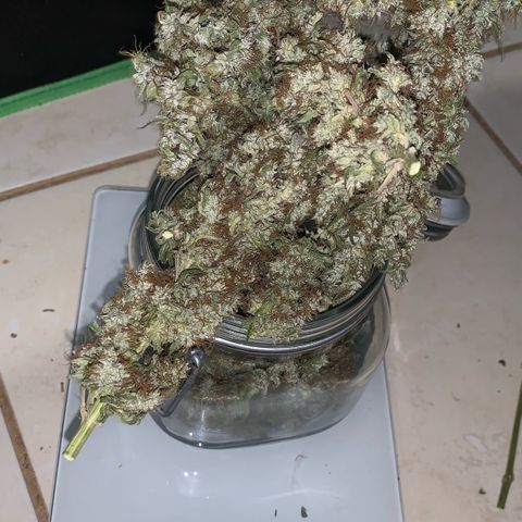 ORIGINAL GELATO/DONA FLORINDA growlog photo: Rendimento apos secagem 
53g