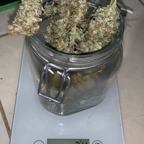 NITRO HAZE/BSF growlog photo: Rendimento apos secagem 
52g
