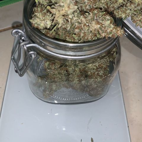 NITRO HAZE/BSF growlog photo: Rendimento apos secagem 
52g