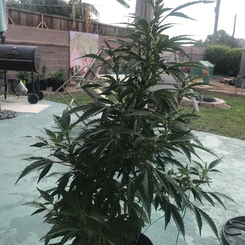 Sundae Driver growlog timeline photo