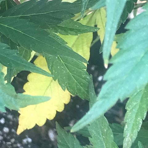 Sundae Driver growlog timeline photo
