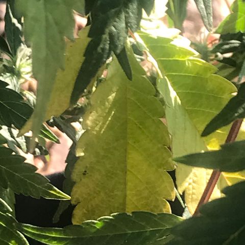 Sundae Driver growlog timeline photo