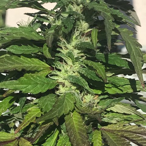 Sundae Driver growlog timeline photo