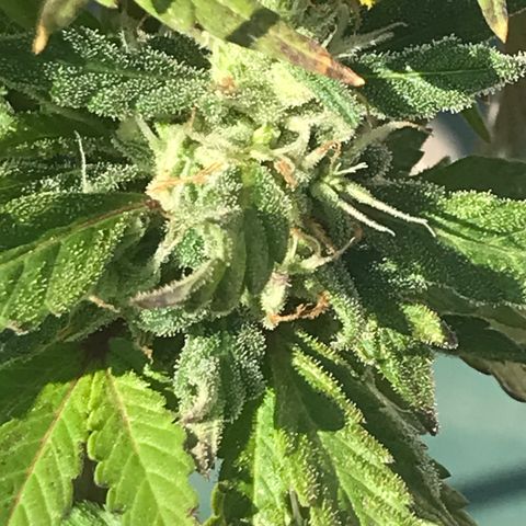 Sundae Driver growlog timeline photo