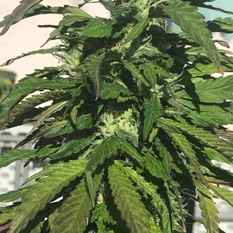 Sundae Driver growlog timeline photo