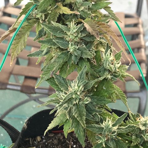 Sundae Driver growlog timeline photo
