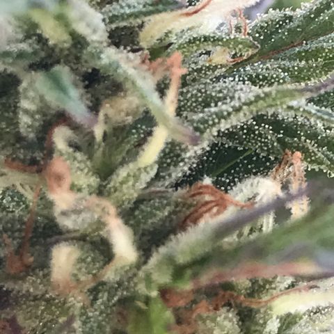 Sundae Driver growlog timeline photo