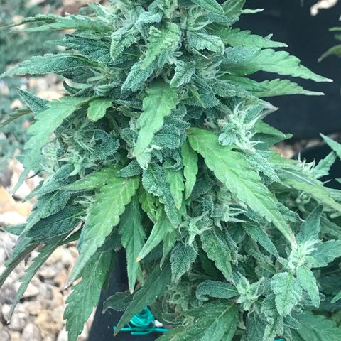 Sundae Driver growlog timeline photo