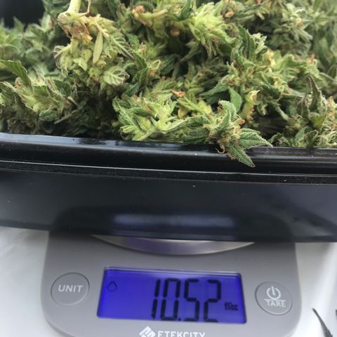 Sundae Driver growlog timeline photo