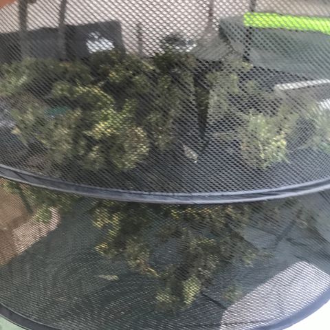Sundae Driver growlog timeline photo