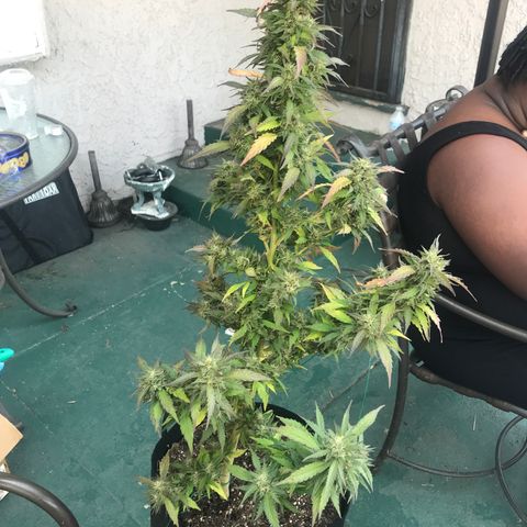 Sundae Driver growlog timeline photo