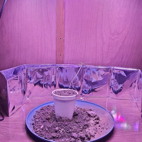 Meringue 001 growlog timeline photo