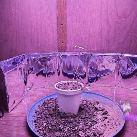 Meringue 001 growlog timeline photo