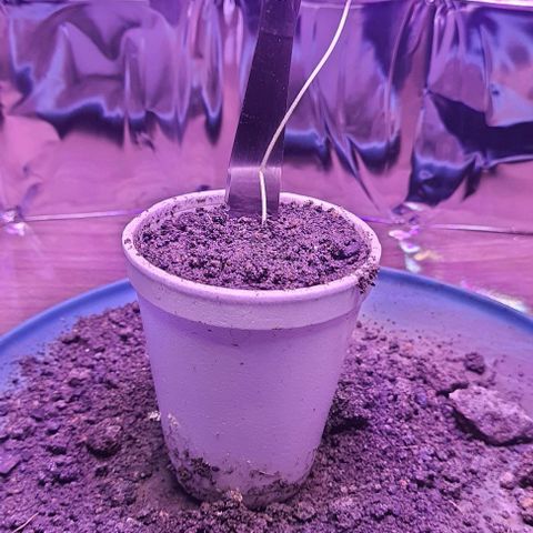 Meringue 001 growlog photo: Acordei com a plantinha caída, ela se machucou e eu coloquei essa faca paradar apoio para a plantinha. Oremos que ela sobreviva
