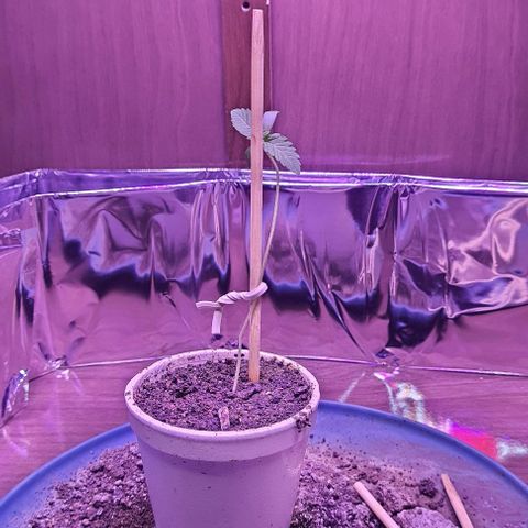 Meringue 001 growlog photo: A planta continua viva. Coloquei um apoio melhor. Eu tava colocando muito mais agua do que necessario. O solo continua bem úmido. Talvez precise de agua amanhã ou depois só