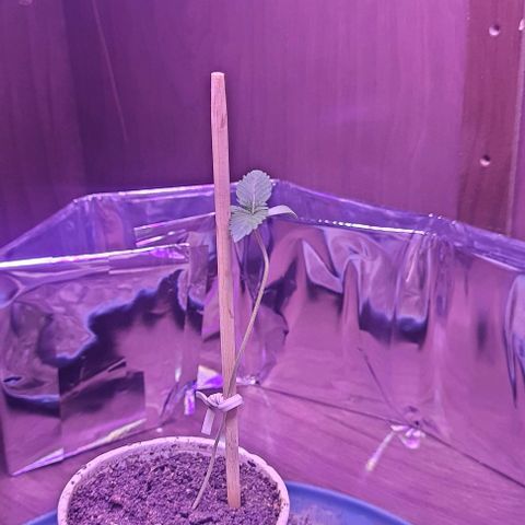 Meringue 001 growlog timeline photo