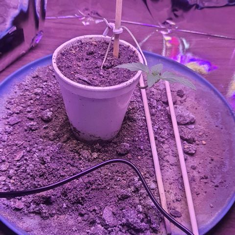 Meringue 001 growlog photo: Plantinha ta meio sem força mas ainda resiste