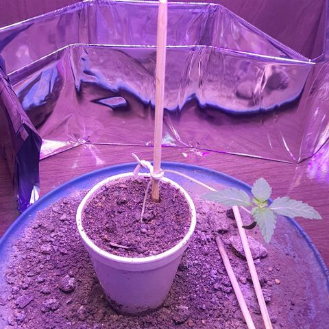 Meringue 001 growlog timeline photo