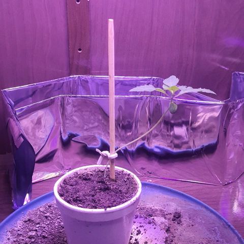 Meringue 001 growlog photo: Plantinha segue crescendo e já tá se levantando