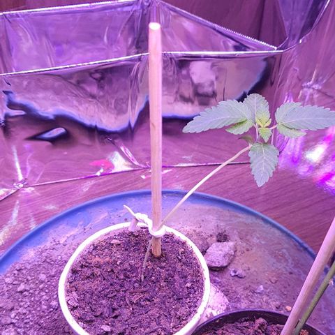 Meringue 001 growlog timeline photo