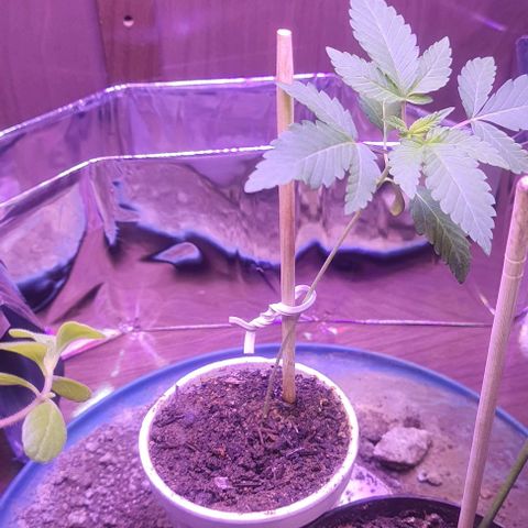 Meringue 001 growlog photo: Plantinha segue se desenvolvendo mas ainda nao se aguenta em pé sozinha.