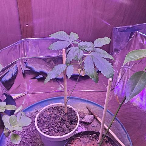 Meringue 001 growlog photo: Plantinha segue crescendo mas hj ela ta meio tristinha. Eu coloquei um pouco de agua hj mais cedo e ela nao tava tristinha assim. Talvez eu ainda eseja molhando de mais. Vou acompanhar