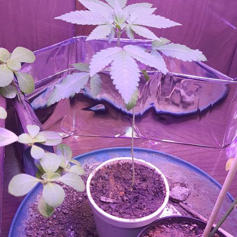 Meringue 001 growlog photo: Plantinha segue bem, entrando na fase vegetativa. Quero passar pro vaso maior nos próximos dias