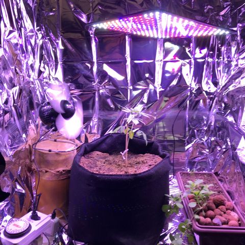 Meringue 001 growlog photo: Mudei de vaso e coloquei um ventiladorzinho. Mas não vou deixar o ventilador direto ainda