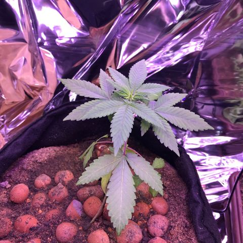 Meringue 001 growlog photo: Coisa linda