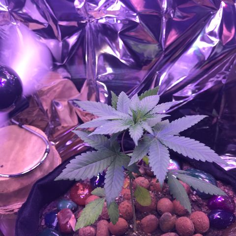 Meringue 001 growlog timeline photo