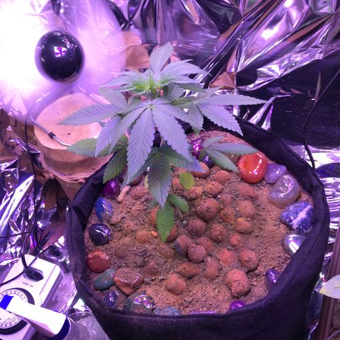 Meringue 001 growlog timeline photo