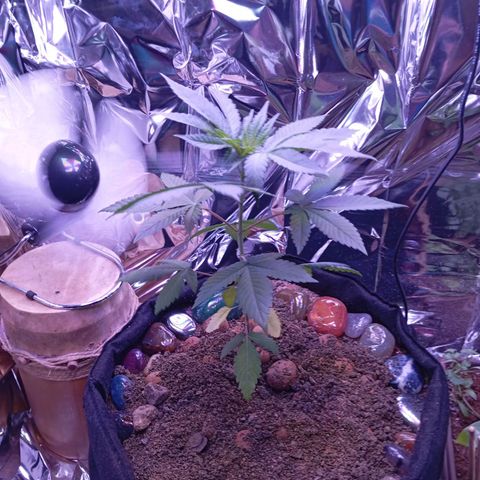 Meringue 001 growlog timeline photo
