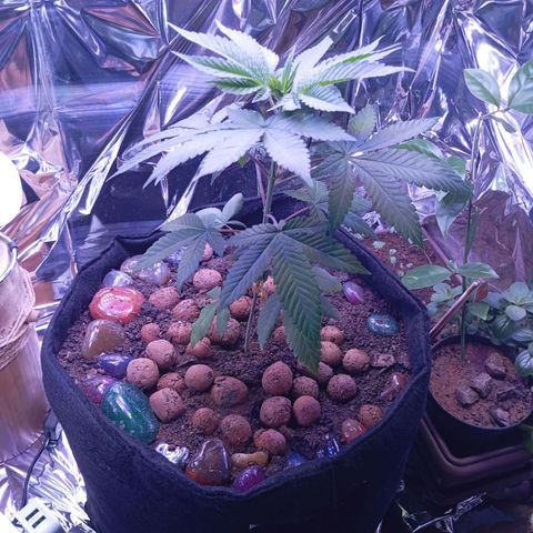 Meringue 001 growlog timeline photo