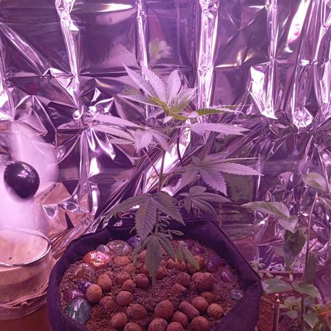 Meringue 001 growlog timeline photo