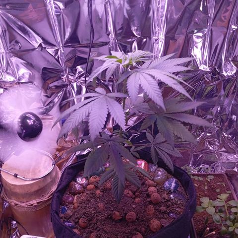 Meringue 001 growlog photo: Plantinha feliz. Tirei duas folhinhas velhas pra tentar enraizar mas tô com baixa expectativa