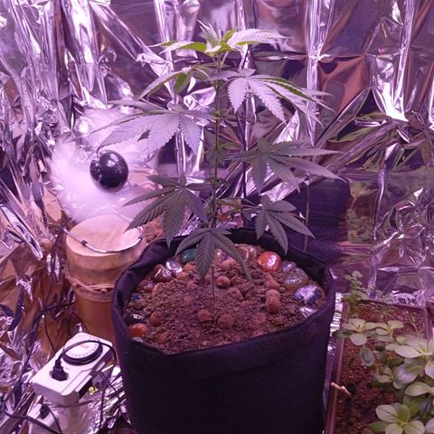 Meringue 001 growlog timeline photo