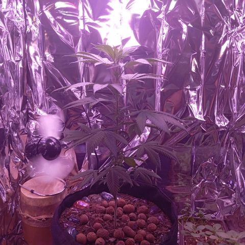 Meringue 001 growlog timeline photo