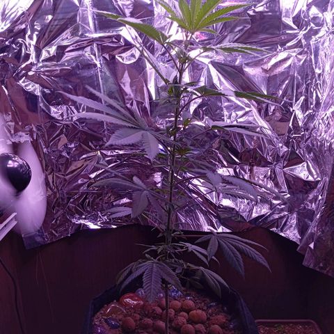 Meringue 001 growlog timeline photo