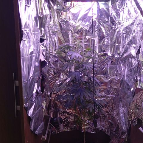 Meringue 001 growlog timeline photo