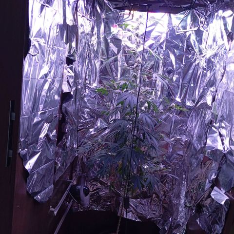 Meringue 001 growlog timeline photo